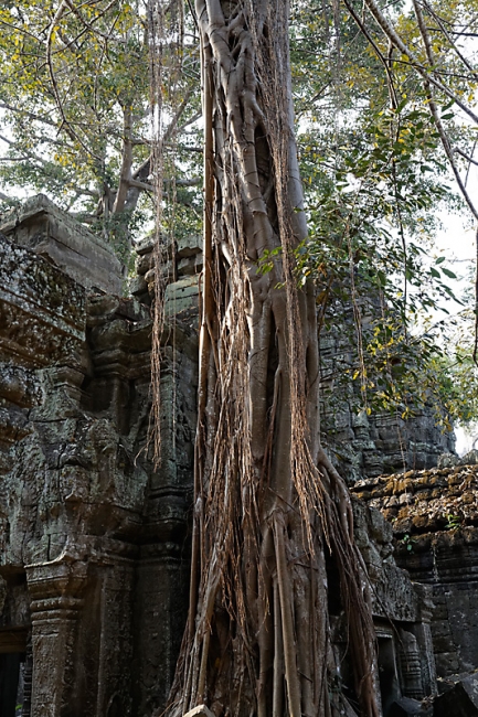 Ta Phrom et environs-146